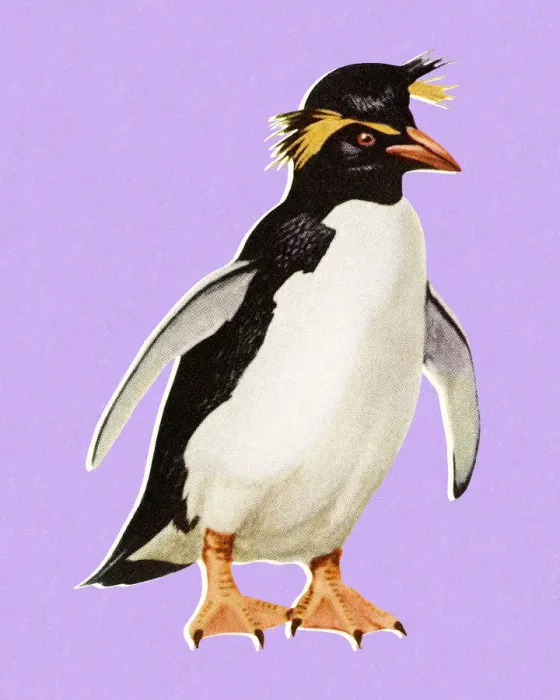 Framed Print : Penguin Framed Print : Penguin