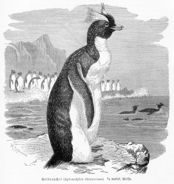 Penguin Engraving Print 1892 by Dr. Alfred Brehm. Art Prints