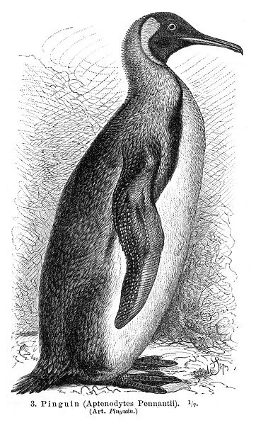 Penguin engraving 1895