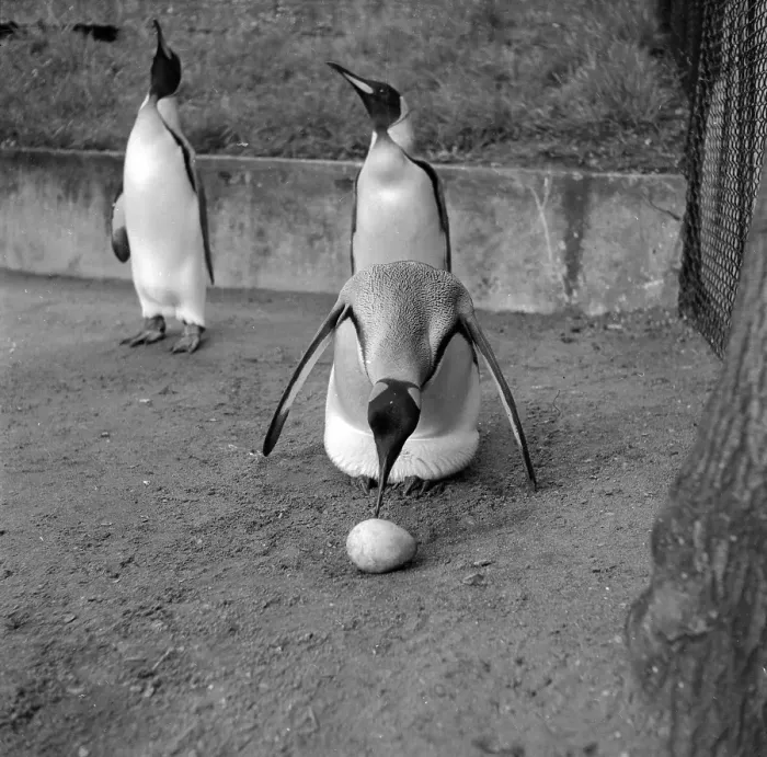 Framed Print : Penguin Posse