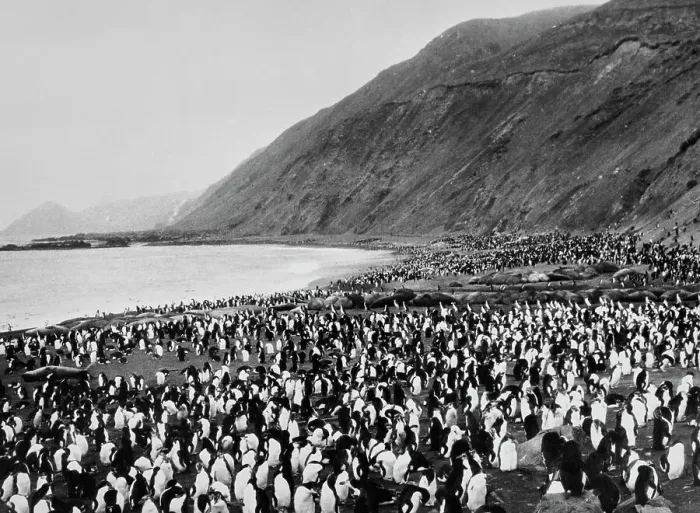 Framed Print : Penguins On Macquarie Island Framed Print : Penguins On Macquarie Island