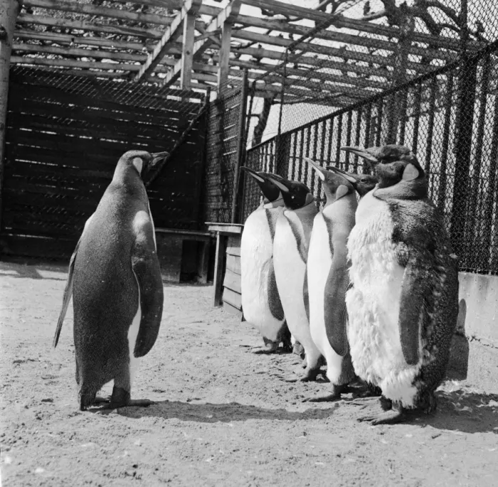 Framed Print : Penguins On Parade Framed Print : Penguins On Parade