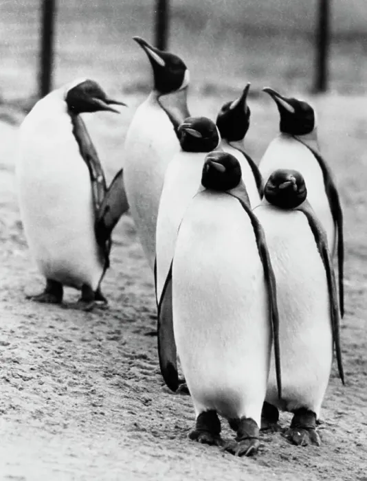 Framed Print : Penguins At Whipsnade Zoo Framed Print : Penguins At Whipsnade Zoo