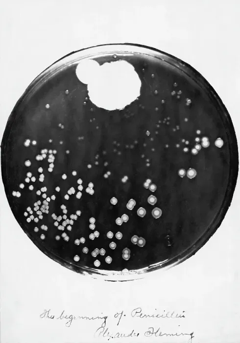 Framed Print : Penicillin and Staphylococci in a Petri Dish