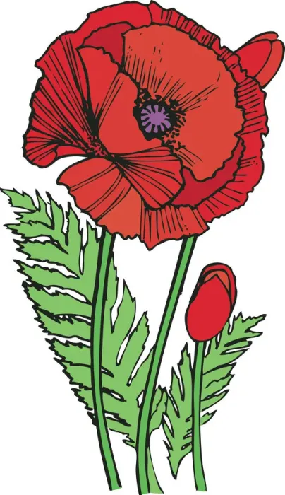 Framed Print : Pen&InkOrientalPoppy Framed Print : Pen&InkOrientalPoppy