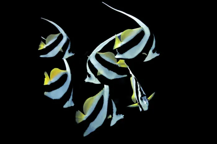 Framed Print : Pennant Coralfish or Longfin Bannerfish -Heniochus acuminatus-, Gulf of Oman, Oman
