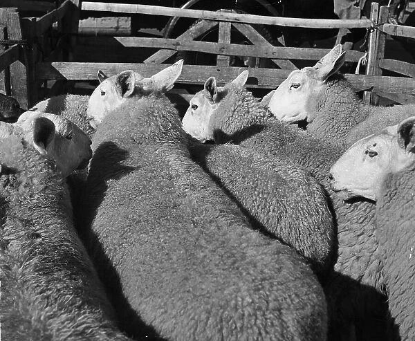 Penned Sheep