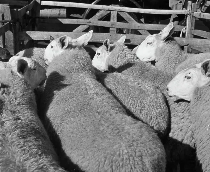 Framed Print : Penned Sheep Framed Print : Penned Sheep