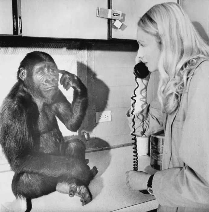 Framed Print : Penny Patterson with Koko the Gorilla Framed Print : Penny Patterson with Koko the Gorilla