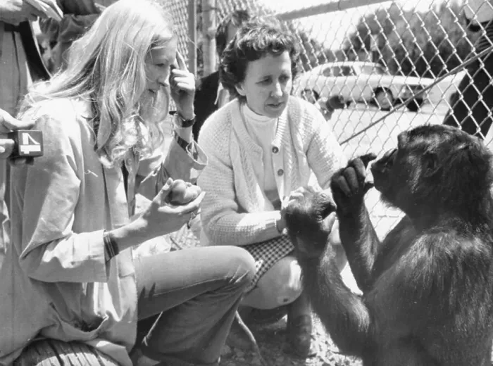 Framed Print : Penny Patterson with Koko the Gorilla and June Monroe Framed Print : Penny Patterson with Koko the Gorilla and June Monroe