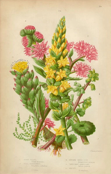 Pennywort, Leek and Stonecrop, Victorian Botanical Illustration