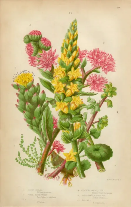 Framed Print : Pennywort, Leek and Stonecrop, Victorian Botanical Illustration