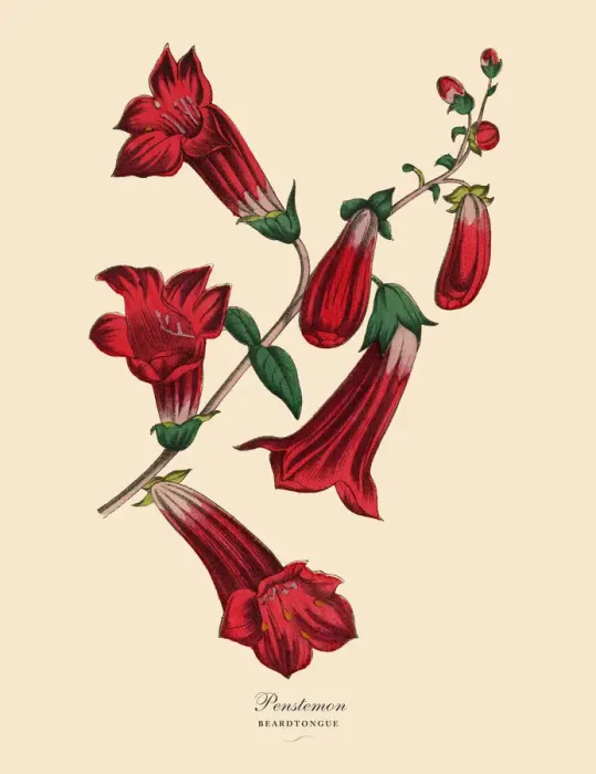 Framed Print : Penstemon or Beardtongue Plant, Victorian Botanical Illustration Framed Print : Penstemon or Beardtongue Plant, Victorian Botanical Illustration