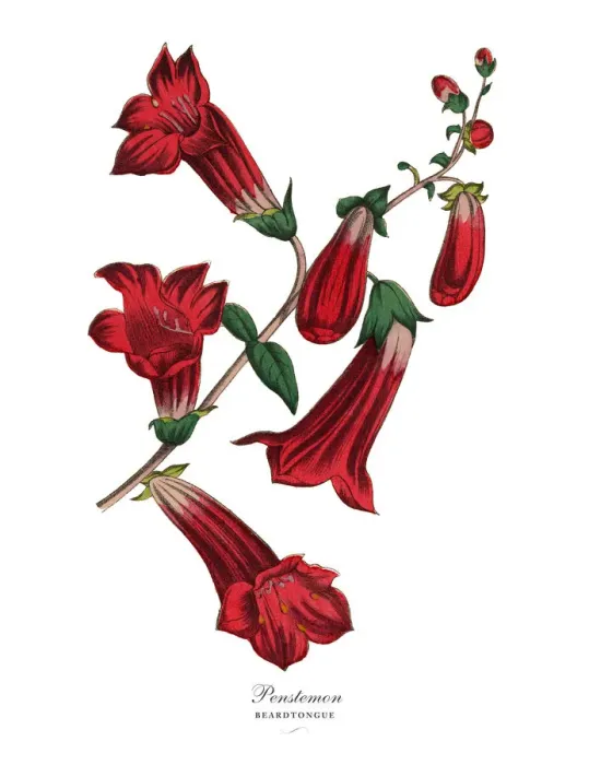 Framed Print : Penstemon or Beardtongue Plant, Victorian Botanical Illustration Framed Print : Penstemon or Beardtongue Plant, Victorian Botanical Illustration