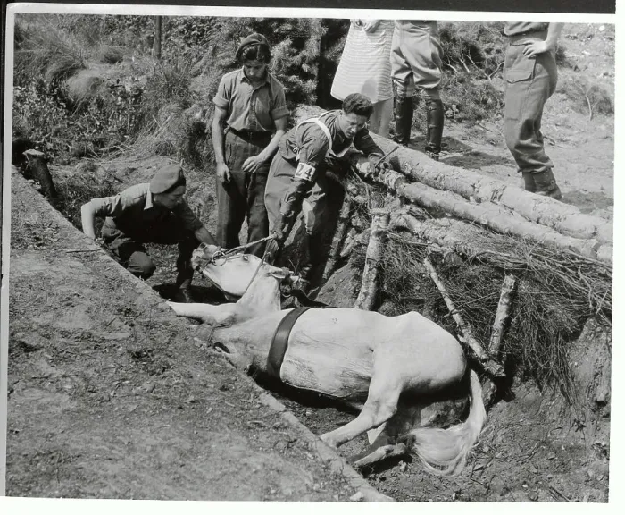 Framed Print : Pentathlon Horse Lying in Ditch Framed Print : Pentathlon Horse Lying in Ditch