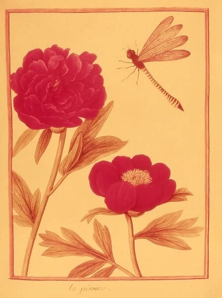 Peonies. circa 1775: Two peonies and a dragonfly. (Photo by Hulton Archive / Getty Images)