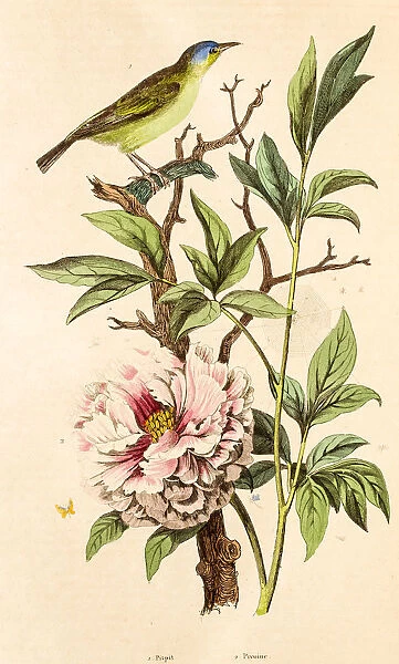 Peony, 19 century botanical illustration