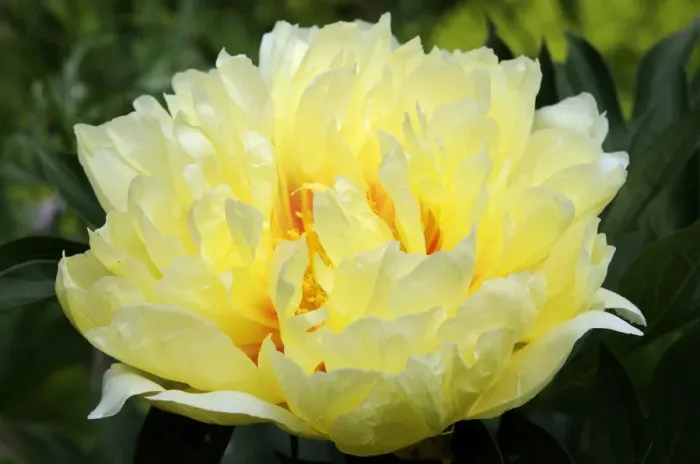 Framed Print : Peony Bartzella -Paeonia hybrid Bartzella- Framed Print : Peony Bartzella -Paeonia hybrid Bartzella-