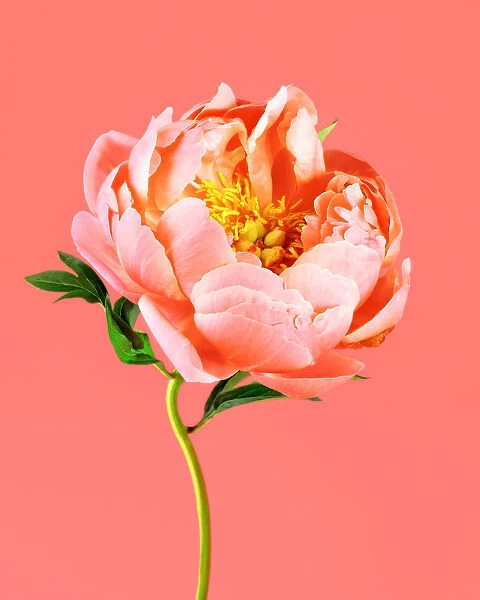 Peony on coral background