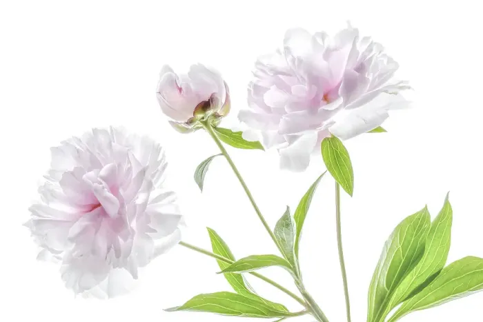 Framed Print : Peony flowers Framed Print : Peony flowers