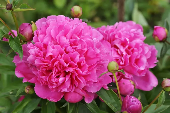 Framed Print : Peony -Paeonia-, flowers and buds, Berchtesgadener Land District, Upper Bavaria, Bavaria, Germany Framed Print : Peony -Paeonia-, flowers and buds, Berchtesgadener Land District, Upper Bavaria, Bavaria, Germany