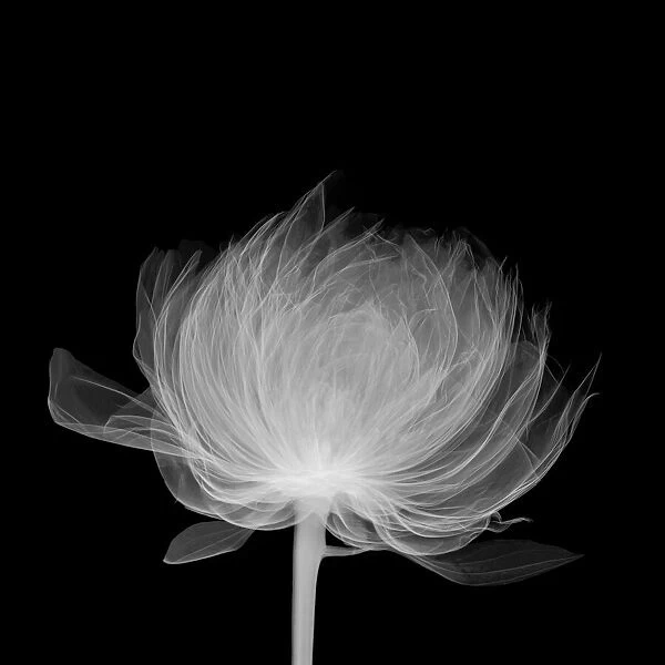 Peony (Paeonia officinalis), X-ray