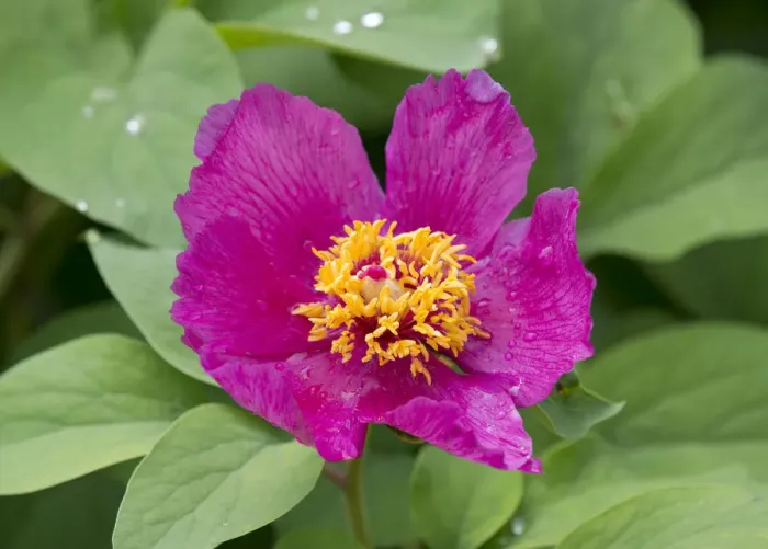 Framed Print : Peony -Paeonia sp. -, flowering, Thuringia, Germany Framed Print : Peony -Paeonia sp. -, flowering, Thuringia, Germany