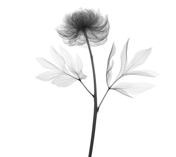 Peony (Paeonia suffruticosa), X-ray