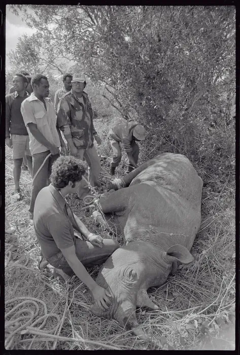 Framed Print : People Attending to Tranquilized Rhino Framed Print : People Attending to Tranquilized Rhino