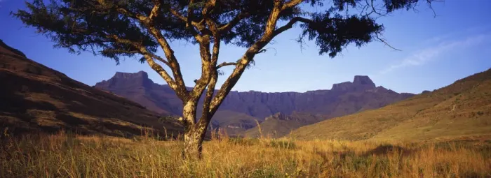 Framed Print : No People, Color Image, Day, Beauty in Nature, Tree, Acacia, Wide Open Spaces, Mountains Framed Print : No People, Color Image, Day, Beauty in Nature, Tree, Acacia, Wide Open Spaces, Mountains