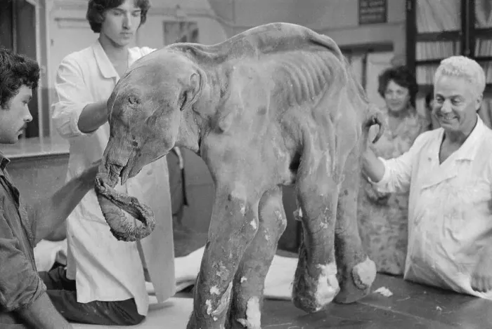 Framed Print : People Examining Frozen Baby Mammoth Framed Print : People Examining Frozen Baby Mammoth
