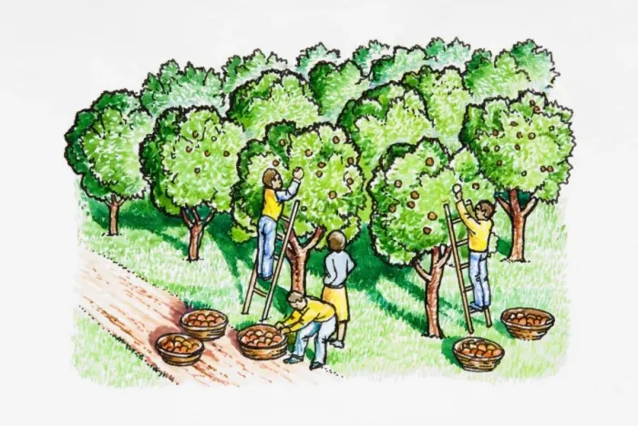 Framed Print : Four people harvesting apples in orchard Framed Print : Four people harvesting apples in orchard