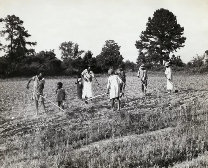 Framed Print : People Hoeing Cotton Field in Alabama Framed Print : People Hoeing Cotton Field in Alabama