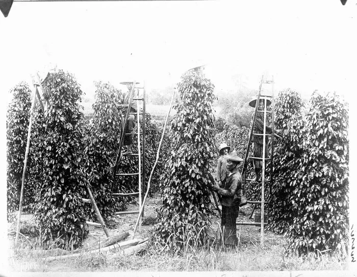 Framed Print : People Pick Peppers W / Ladder / Singapore Framed Print : People Pick Peppers W / Ladder / Singapore