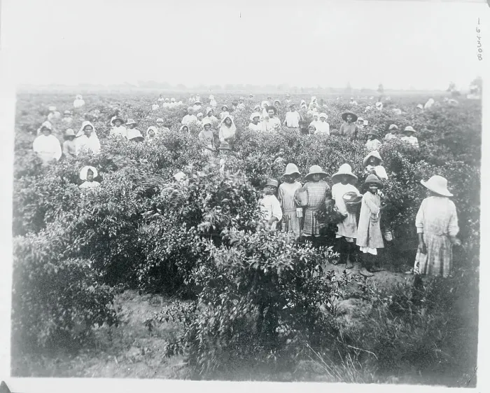 Framed Print : People Picking Peppers Framed Print : People Picking Peppers