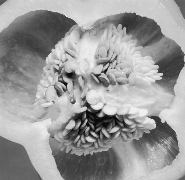 Pepper. circa 1955: A close-up of clusters of seeds in a cross-section of a bell pepper