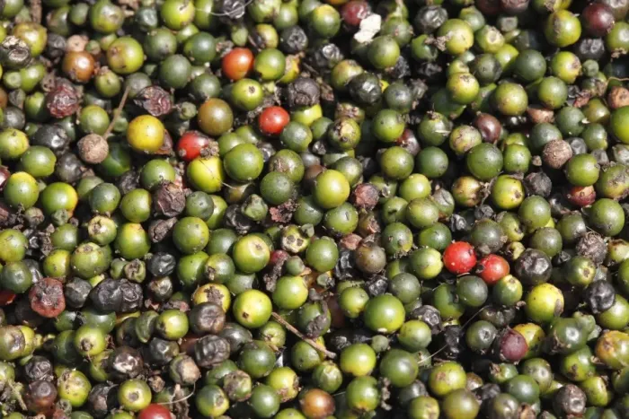 Framed Print : Peppercorns laid out to dry, Kerala, India, South Asia, Asia Framed Print : Peppercorns laid out to dry, Kerala, India, South Asia, Asia