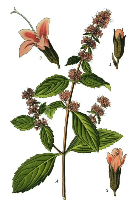 Framed Print : Peppermint, mint Framed Print : Peppermint, mint