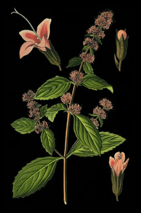 Framed Print : Peppermint, mint Framed Print : Peppermint, mint
