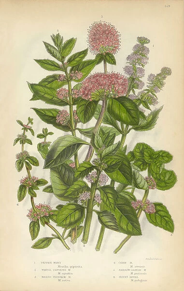 Peppermint, Mint, Spearmint, Gypsywort, Victorian Botanical Illustration