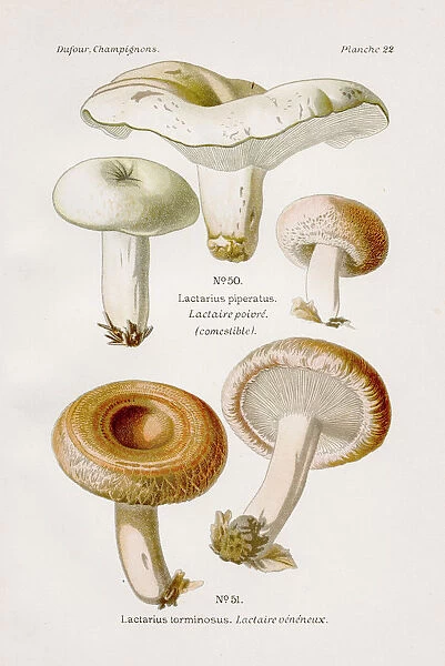 Peppery milkcap mushroom 1891