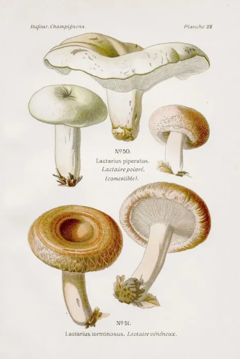 Framed Print : Peppery milkcap mushroom 1891 Framed Print : Peppery milkcap mushroom 1891