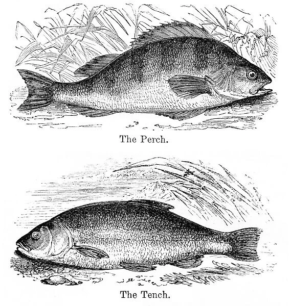 Perch and Tench engraving 1878