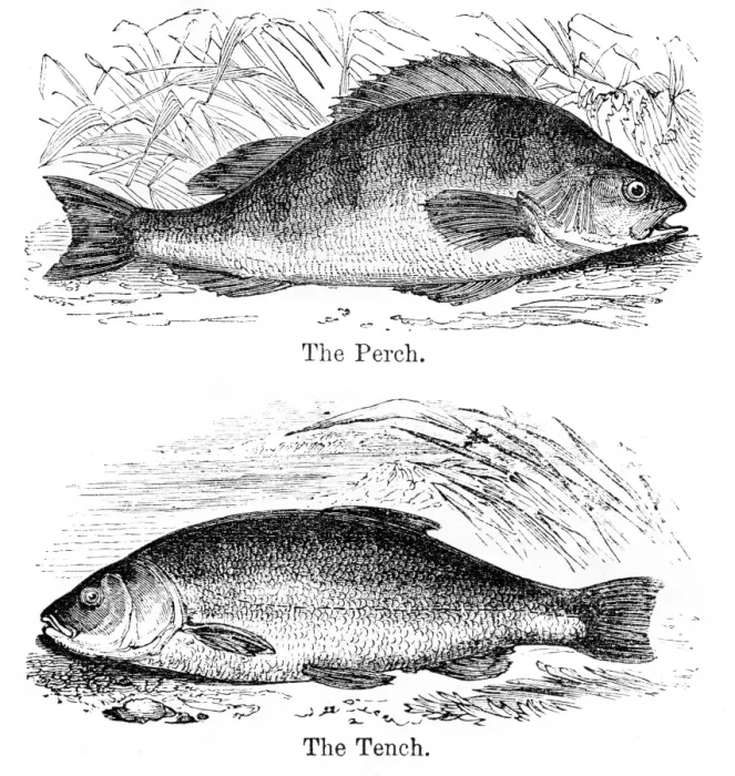 Framed Print : Perch and Tench engraving 1878 Framed Print : Perch and Tench engraving 1878