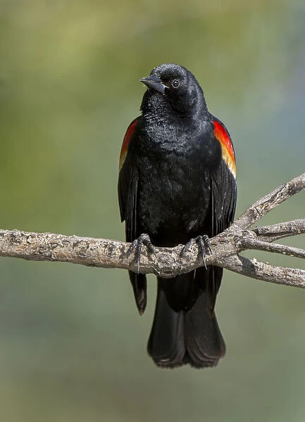 perched blackbird