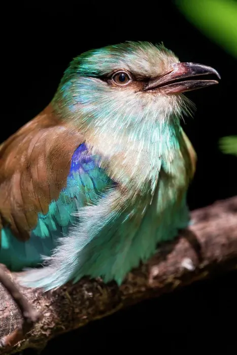 Framed Print : Perched European Roller Bird Framed Print : Perched European Roller Bird