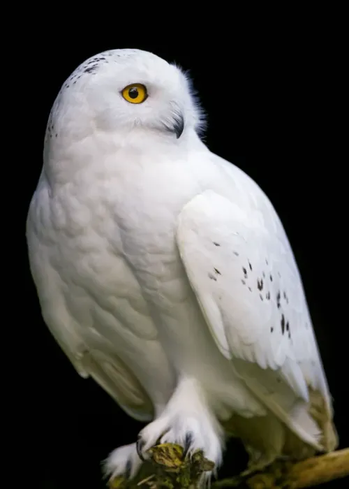 Framed Print : Perched snowy owl