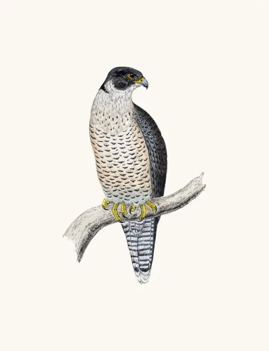 Framed Print : Peregrine bird of prey Framed Print : Peregrine bird of prey