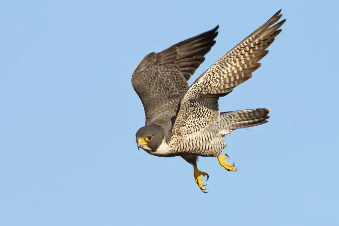 Framed Print : Peregrine falcon Framed Print : Peregrine falcon