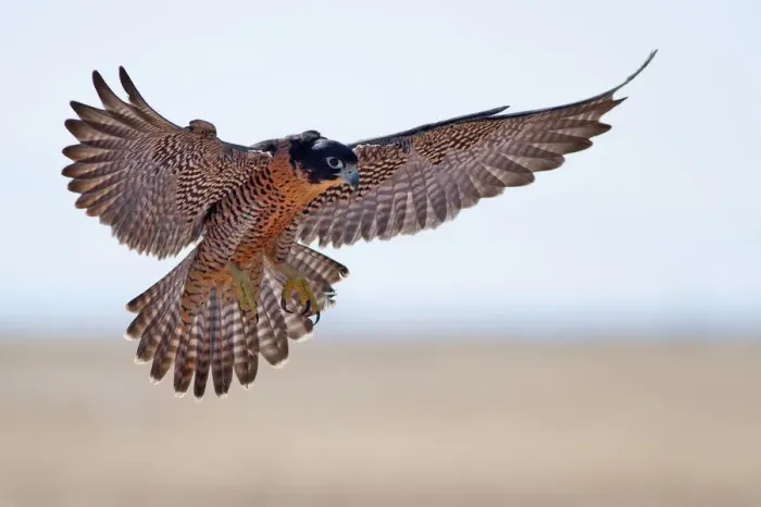 Framed Print : Peregrine Falcon Framed Print : Peregrine Falcon